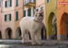 Varese Ligure e una guida felina