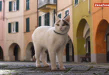 Varese Ligure e una guida felina
